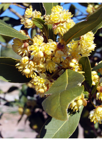 LAURUS nobilis