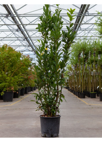 LAURUS nobilis En pot de 10-12 litres