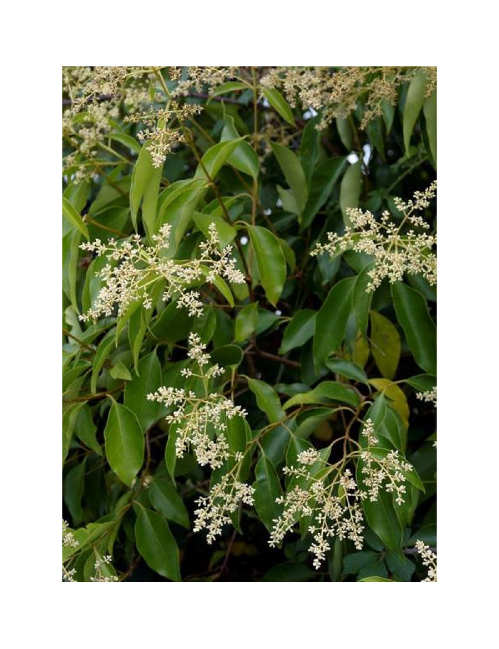 LIGUSTRUM japonicum