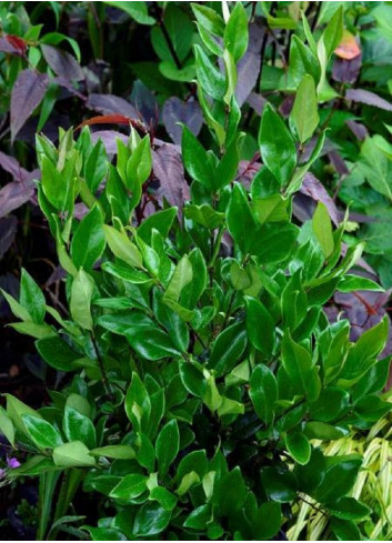 LIGUSTRUM japonicum TEXANUM