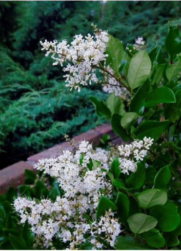 LIGUSTRUM japonicum TEXANUM