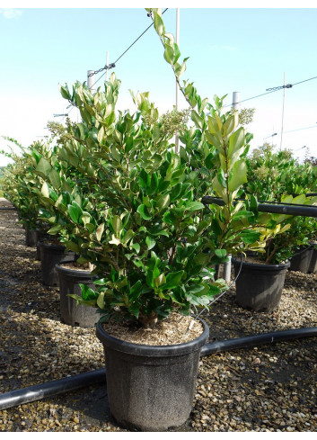 LIGUSTRUM japonicum TEXANUM En pot de 25-30 litres