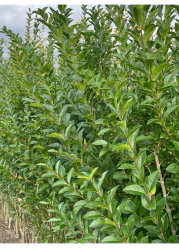 LIGUSTRUM ovalifolium