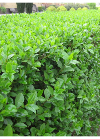 LIGUSTRUM ovalifolium