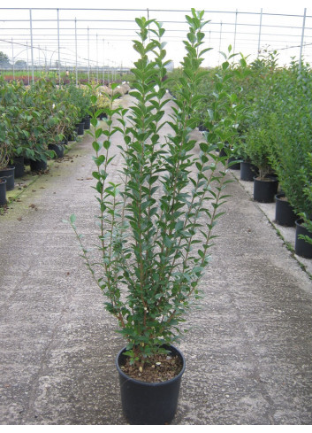 LIGUSTRUM ovalifolium En pot de 10-12 litres