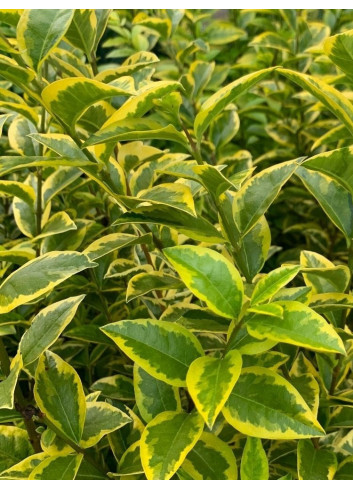 LIGUSTRUM ovalifolium AUREUM