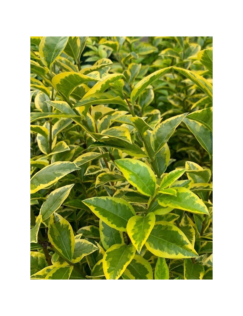 LIGUSTRUM ovalifolium AUREUM