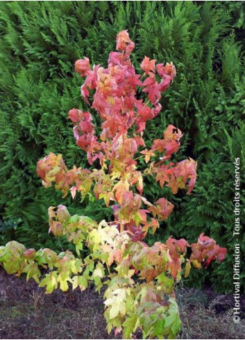 LIQUIDAMBAR styraciflua GOLDEN SUN