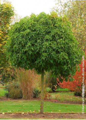 LIQUIDAMBAR styraciflua GUMBALL