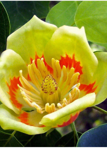 LIRIODENDRON tulipifera