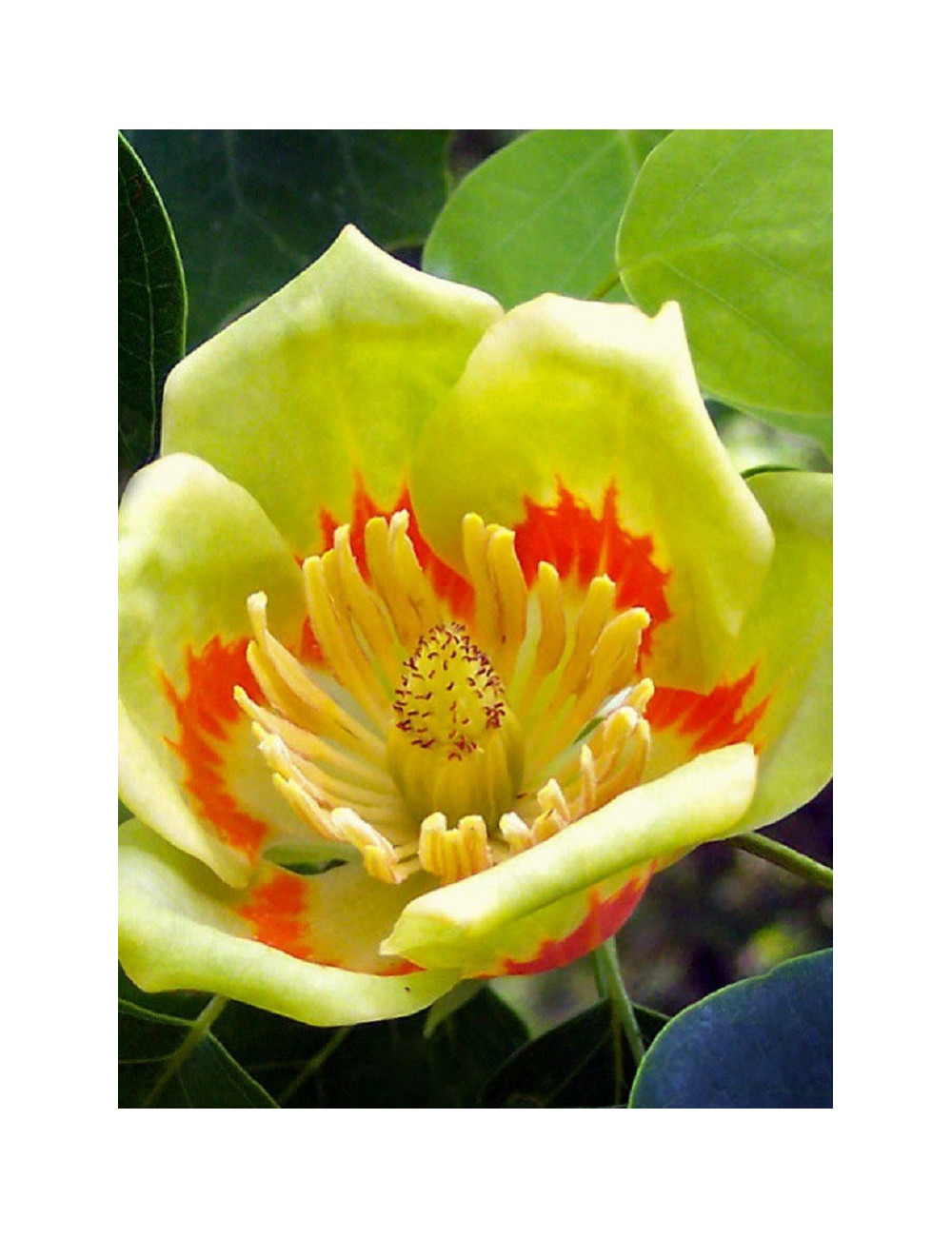 LIRIODENDRON tulipifera