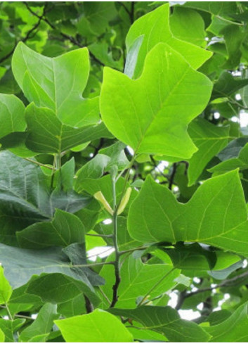 LIRIODENDRON tulipifera