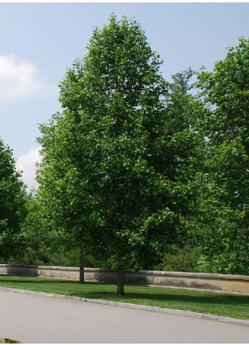 LIRIODENDRON tulipifera