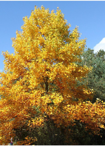 LIRIODENDRON tulipifera