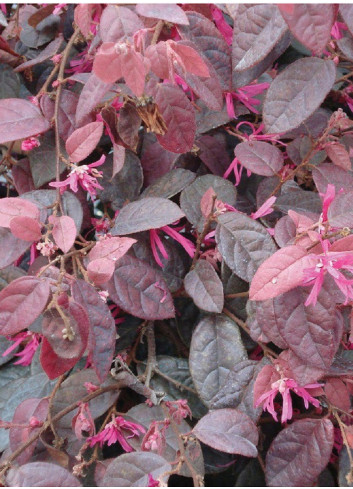 LOROPETALUM chinense FIRE DANCE