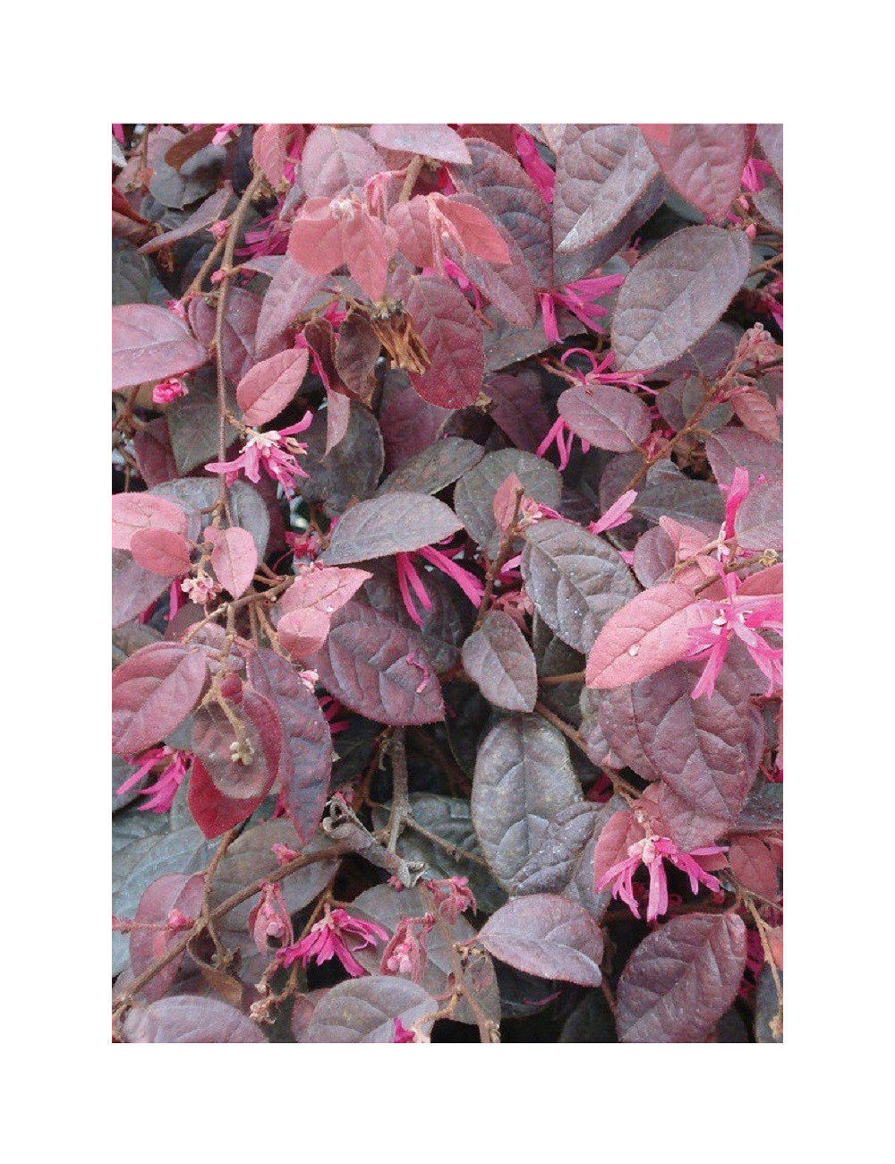 LOROPETALUM chinense FIRE DANCE