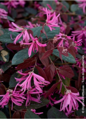 LOROPETALUM chinense FIRE DANCE