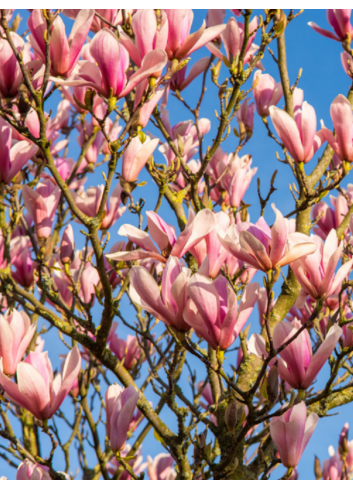 MAGNOLIA HEAVEN SCENT