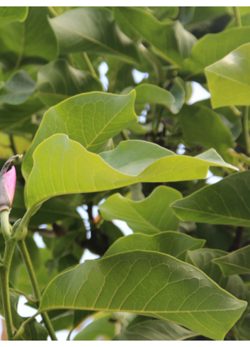 MAGNOLIA HEAVEN SCENT