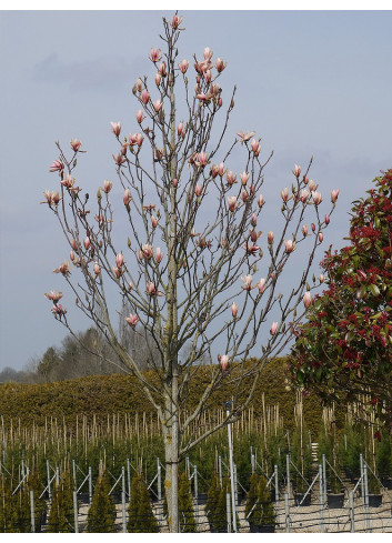 MAGNOLIA HEAVEN SCENT