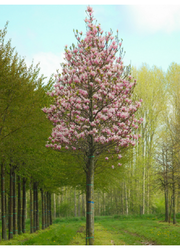 MAGNOLIA HEAVEN SCENT