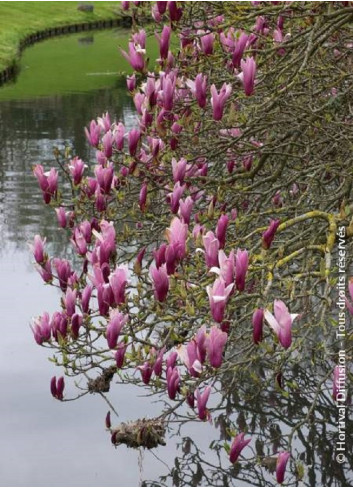 MAGNOLIA liliiflora NIGRA