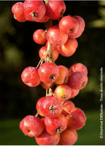 MALUS perpetu EVERESTE