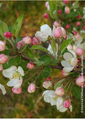 MALUS perpetu EVERESTE