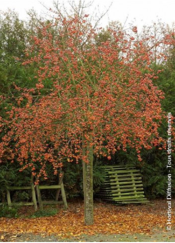 MALUS perpetu EVERESTE