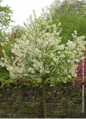 MALUS perpetu EVERESTE