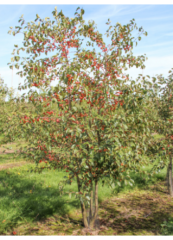 MALUS perpetu EVERESTE