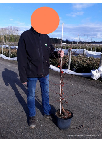 MALUS perpetu EVERESTE En pot de 10-12 litres forme quenouille