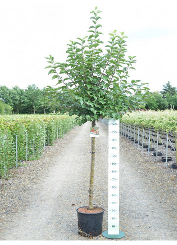 MALUS perpetu EVERESTE En pot de 15-20 litres forme tige hauteur du tronc 110-130 cm