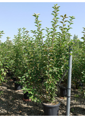 MALUS perpetu EVERESTE En pot de 25-30 litres