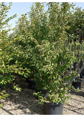 MALUS perpetu EVERESTE En pot de 35-50 litres