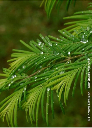 METASEQUOIA glyptostroboides