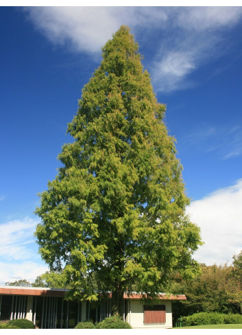 METASEQUOIA glyptostroboides