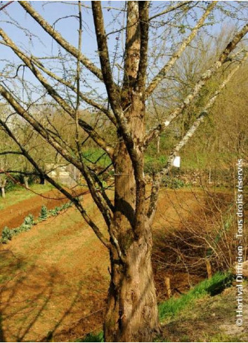 METASEQUOIA glyptostroboides