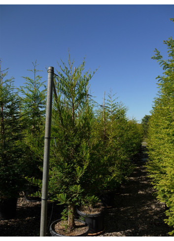 METASEQUOIA glyptostroboides En pot de 35-50 litres