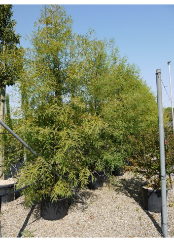 METASEQUOIA glyptostroboides En pot de 70-90 litres