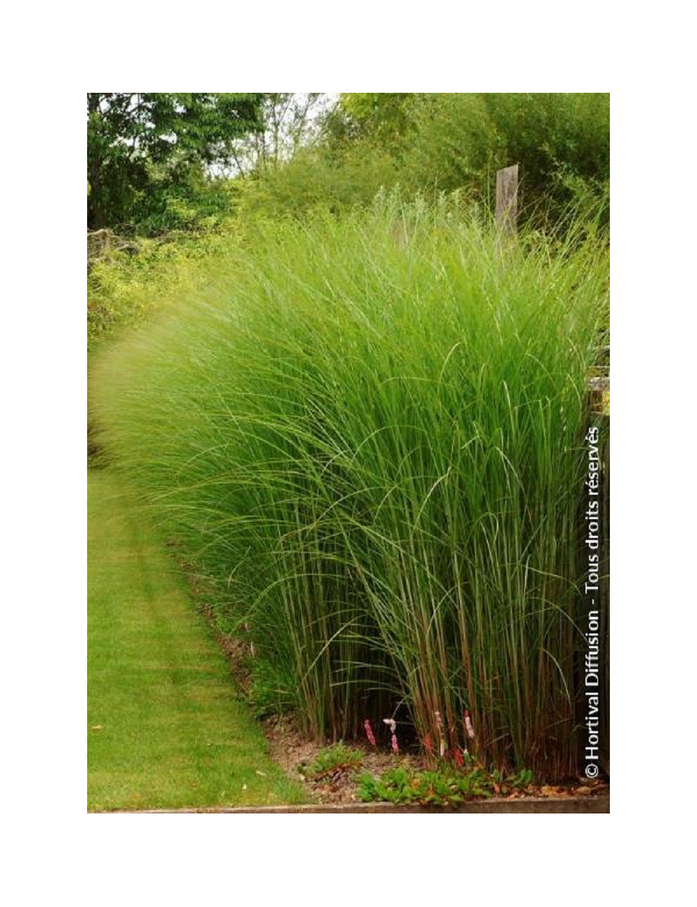 MISCANTHUS sinensis GRACILLIMUS