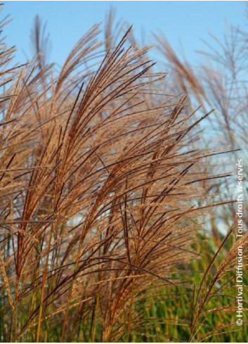 MISCANTHUS sinensis GRACILLIMUS