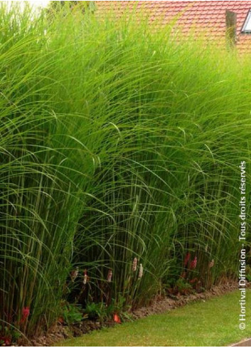 MISCANTHUS sinensis GRACILLIMUS