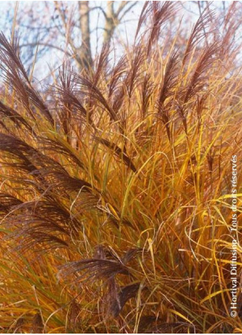 MISCANTHUS sinensis GRACILLIMUS