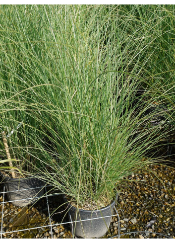 MISCANTHUS sinensis GRACILLIMUS En pot de 10-12 litres