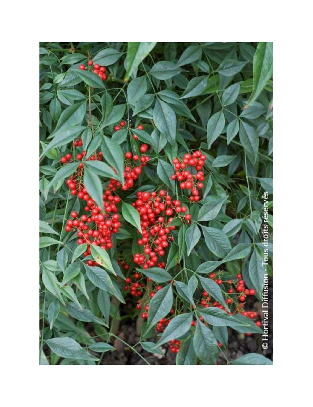 NANDINA domestica