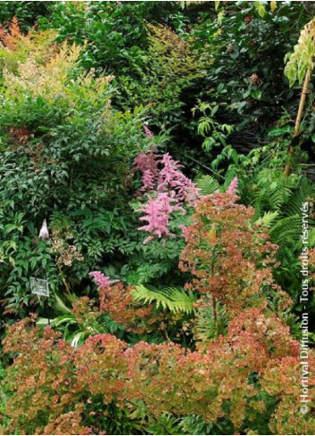 NANDINA domestica