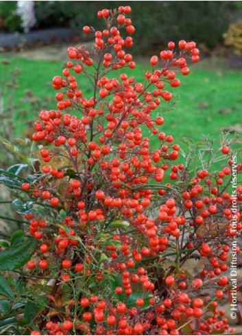 NANDINA domestica