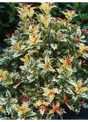 OSMANTHUS heterophyllus TRICOLOR ou GOSHIKI