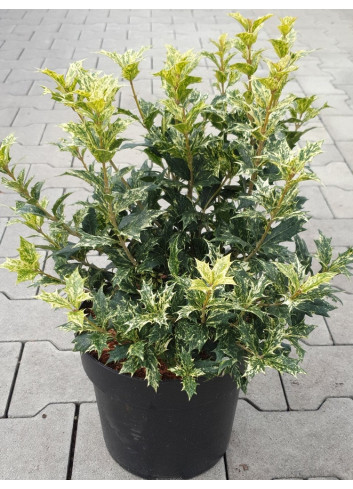 OSMANTHUS heterophyllus TRICOLOR ou GOSHIKI En pot de 7-10 litres